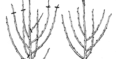 Taille des semis de cerisier après la plantation photo
