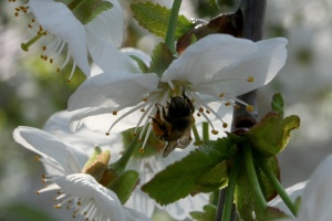 Une abeille pollinise une fleur