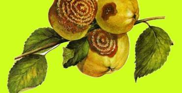 Pourriture des fruits sur les pommes photo