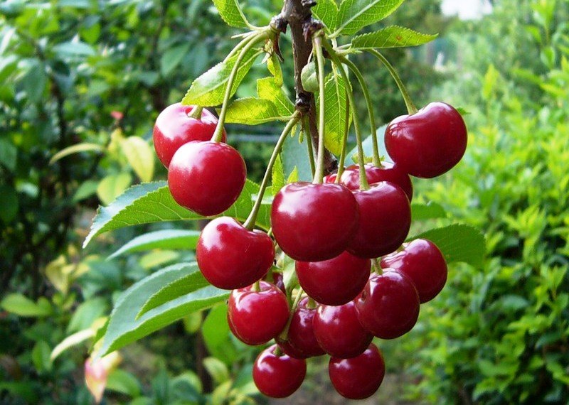 Photo de jeunesse aux cerises