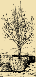 Préparer un pommier adulte pour la transplantation d'une photo