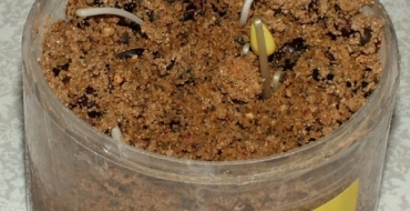 Photo de germination des graines de pommier