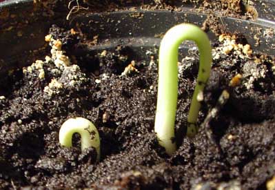 Photo de germination des graines de cerisier