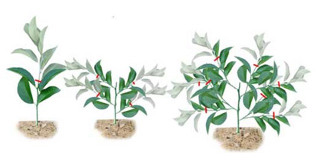 Schéma de coupe de citron photo