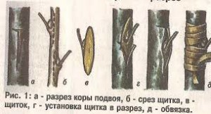 Photo de la technologie de greffage de pêches