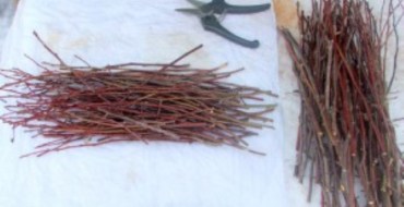 Récolte des boutures de pommes photo