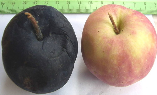 Pomme et fruit sains affectés par le cancer noir photo