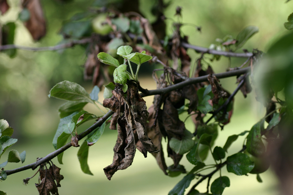 Feuilles de pommier infectées par une bactériose photo