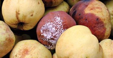 Maladies des pommiers