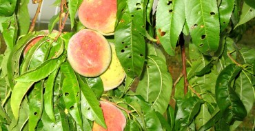 klyasternosporia pêche photo