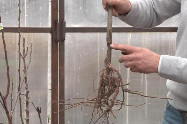 Trouver l'emplacement de la photo du cou de la rougeole