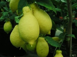 photo de citron lunario