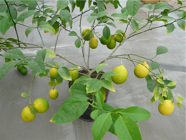 Variétés de citronniers Novogruzinsky photo