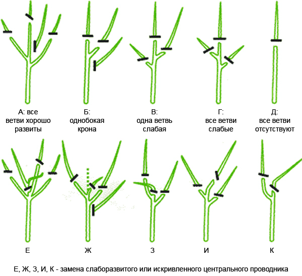 Options pour la taille des jeunes plants de pommes photo