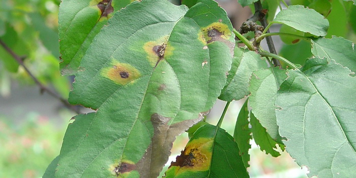 photos de tavelure du cerisier