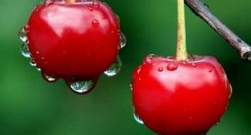 photos de fleurs de cerisier