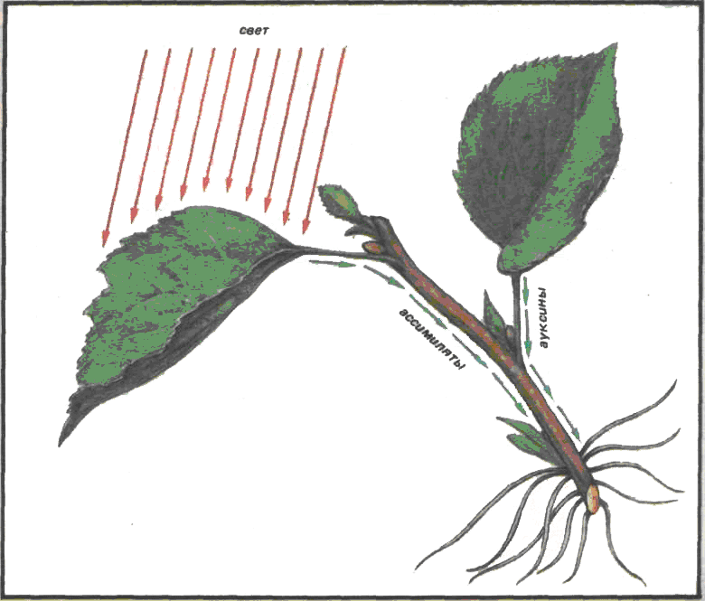 propagation du citron par bouturage