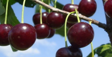 Cerise Shokoladnitsa photo