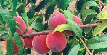 Variété Ambassadeur de la Paix photo