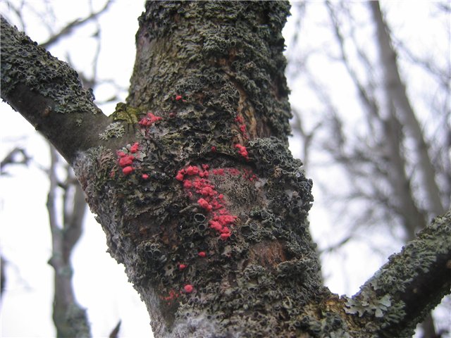 photo de cytosporose des arbres fruitiers