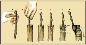 photo de pommier greffage d'hiver
