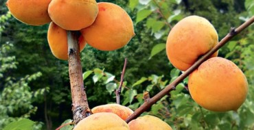 Aabrikos Triomphe nord photo