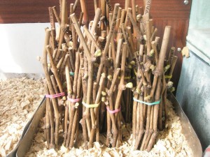 Photo de boutures de raisin en tranches