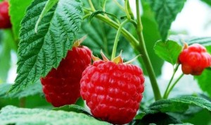 Les premiers fruits de la framboise photo