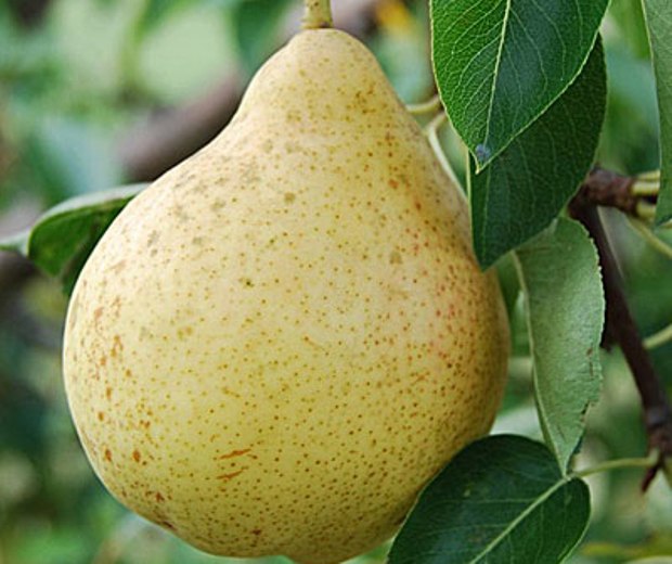 Le fruit d'une variété de poire Moskvichka photo