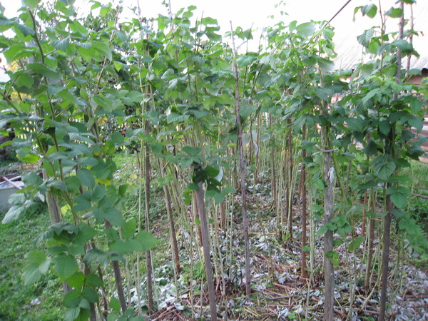 Photo de framboise plantée