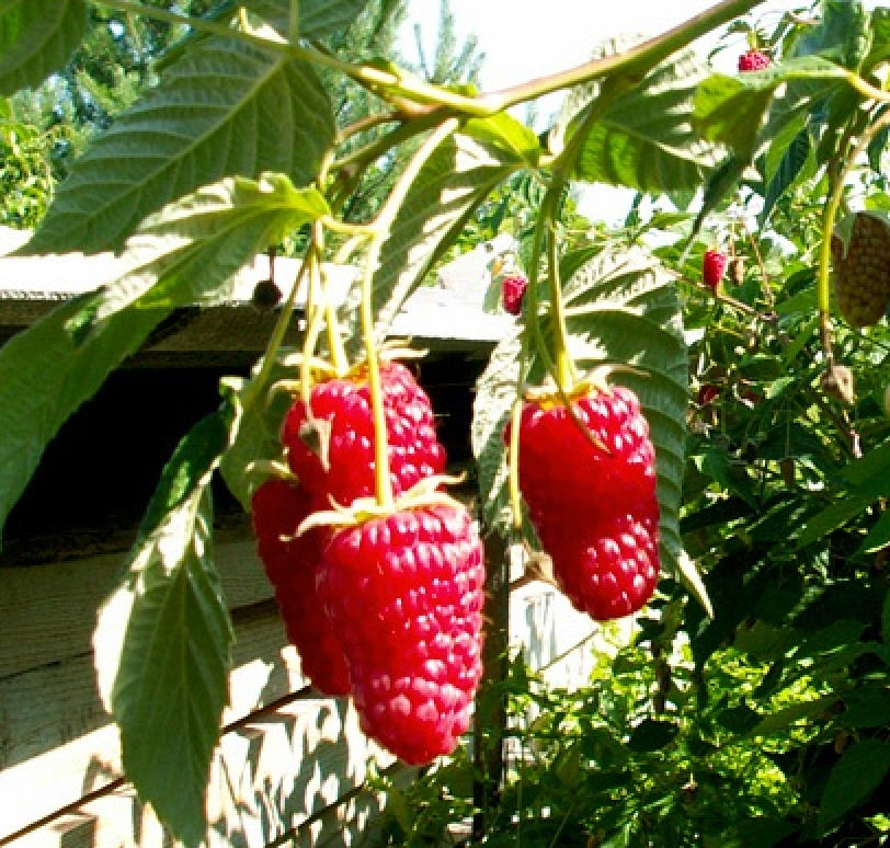 Photo de variété de framboise réparée