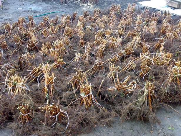 Semis de framboise remontante photo