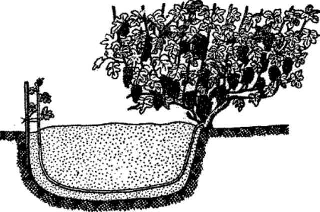 Schéma de reproduction par la méthode de la photo de superposition verte