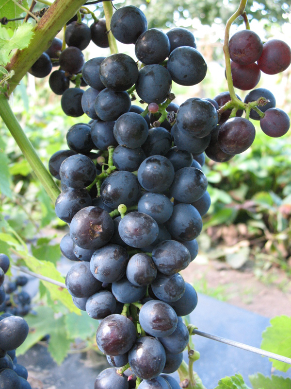 Photo cicatricielle précoce