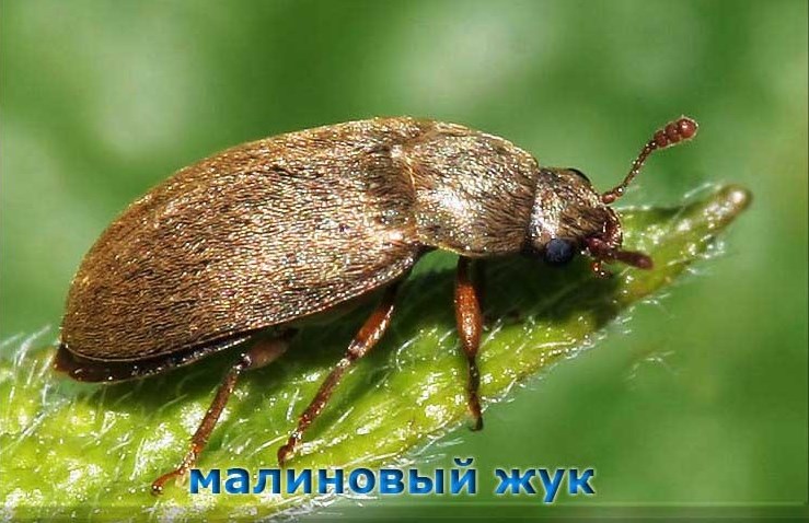 Ravageur du framboisier remontant - photo scarabée du framboisier