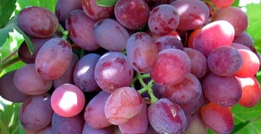 Variétés de baies Veles photo