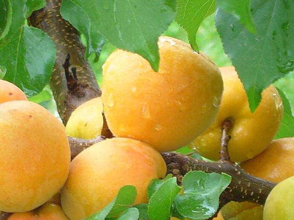 abricot shalah fruit