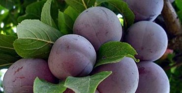 Photo d'abricot noir