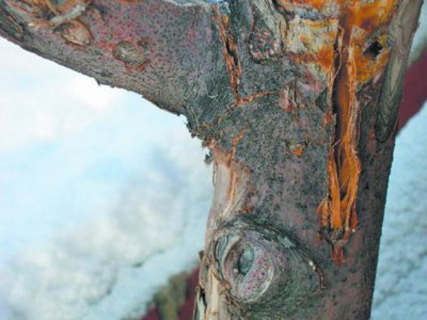 Photo de cytosporose