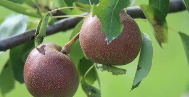 Photo de poire sauvage