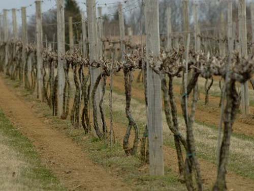la formation des vignes