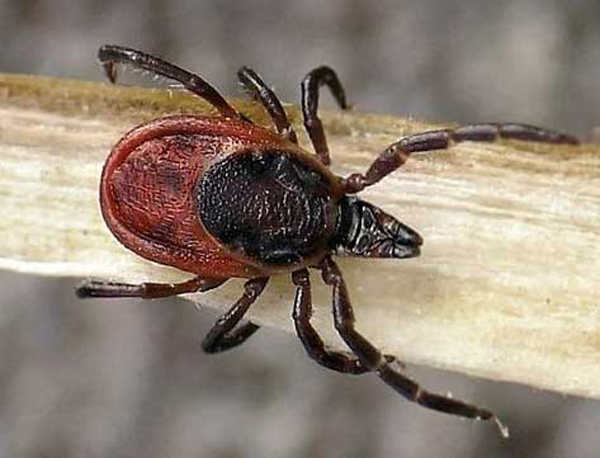 Photo d'acarien du poirier