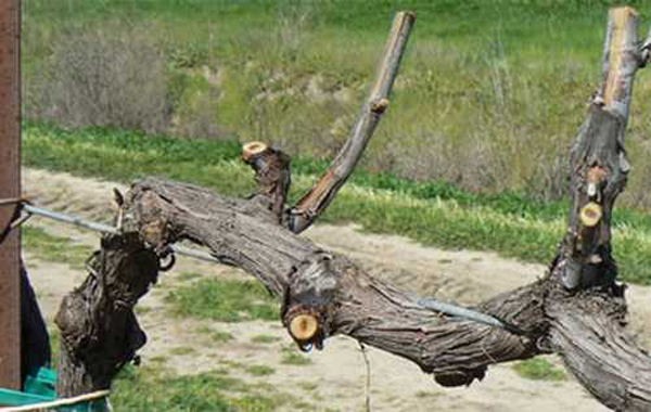 Récolter des raisins photo