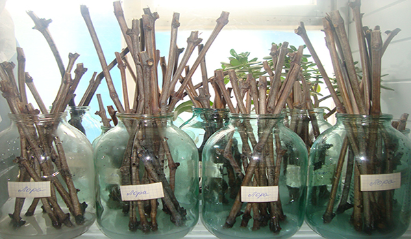 germination des vignes