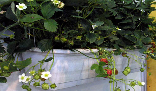 fleurs de fraises sur le balcon