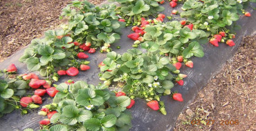 fraises dans le jardin