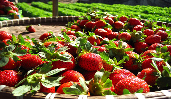 fraises récoltées
