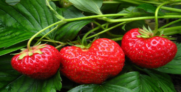 buisson de fraise avec de gros fruits