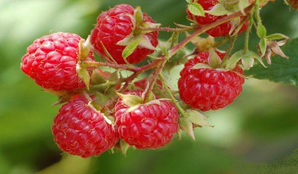 framboise