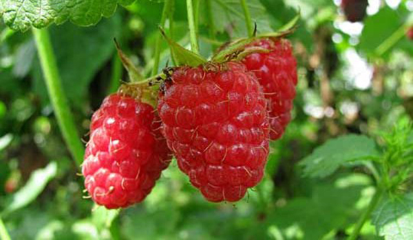 trois framboises
